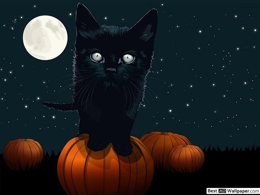 Schwarze Katze, Pech HD-Hintergrundbild