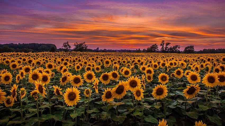 2560x1440 sunflowers, field, sunset, sky, aesthetic sunflower HD wallpaper