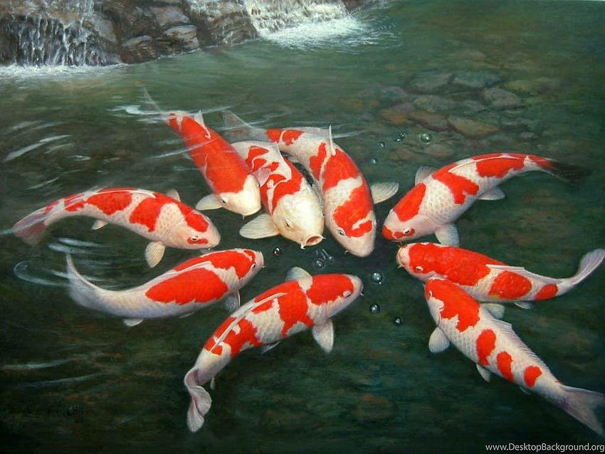 Japanische Koi-Fisch-Teich-Hintergründe, japanischer Fischteich HD-Hintergrundbild