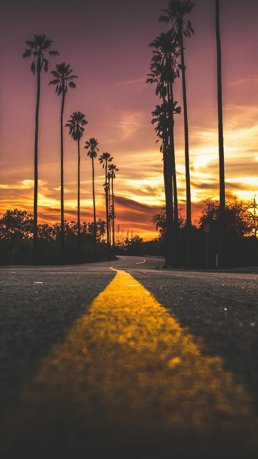 70 Zachód słońca w Kalifornii, palma o zachodzie słońca Tapeta na telefon HD