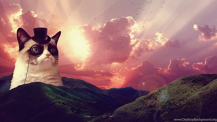 Coole mürrische Katze, mürrische Katzenmeme HD-Hintergrundbild
