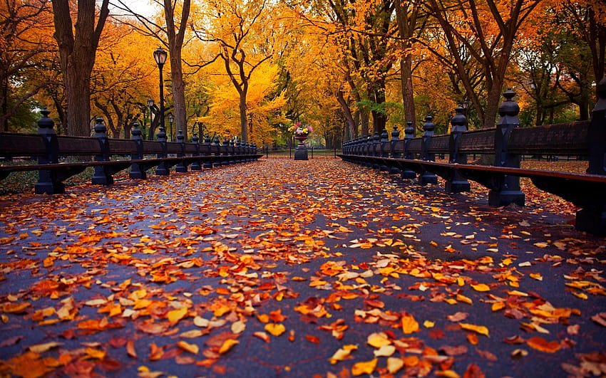 Central Park Fall, jesień Central Park w Nowym Jorku Tapeta HD