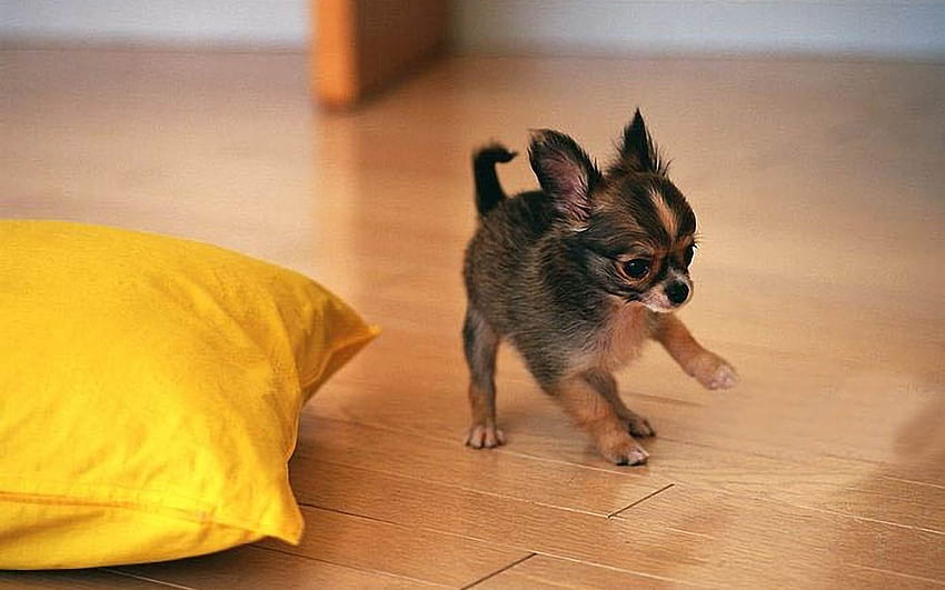 Cute Chihuahua Puppy Playing HD wallpaper