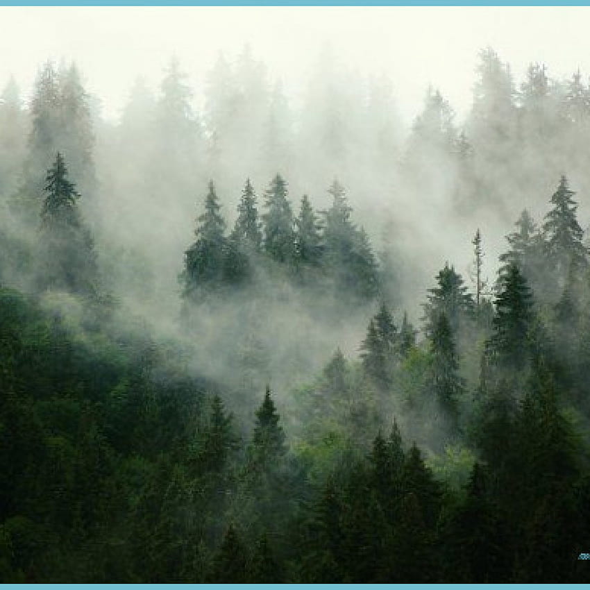 แนวภูเขาหมอก จิตรกรรมฝาผนังป่า ป่าหมอก ป่างาม ป่าหมอก วอลล์เปเปอร์โทรศัพท์ HD