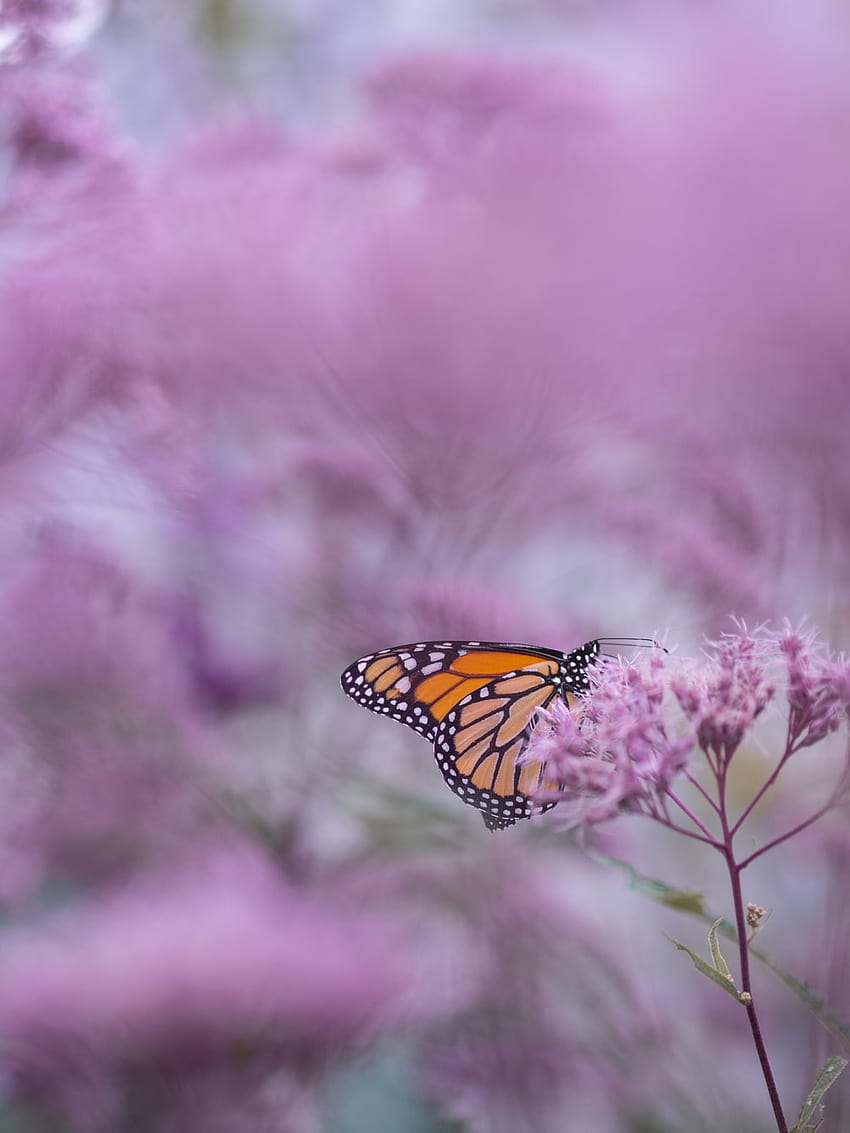 Purple Butterfly, flowers and butterfly aesthetic HD phone wallpaper