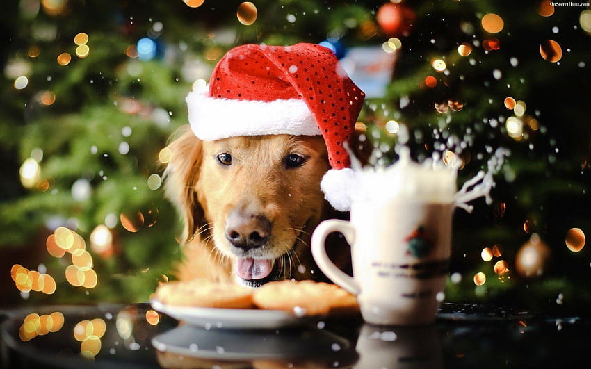 Chiot de Noël Golden Retriever, esthétique de Noël pour chien Fond d'écran HD