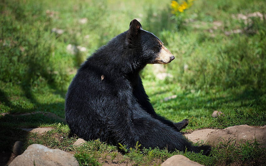 Top 75 Black Bear, spectacled bear HD wallpaper