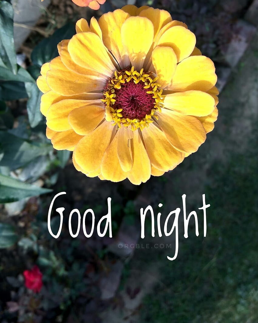 Good Night on Dog, good night flower HD phone wallpaper | Pxfuel