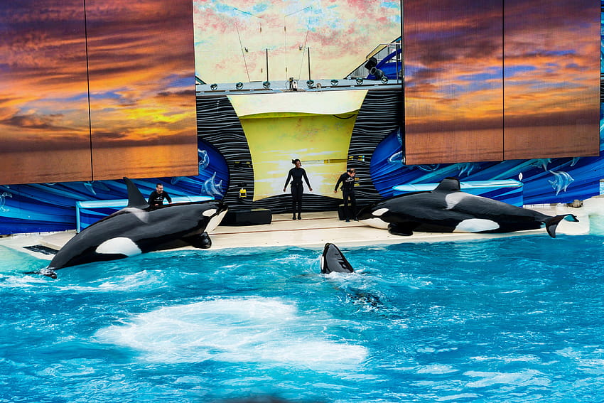 Seaworld Orca Show and backgrounds, sea world HD wallpaper | Pxfuel