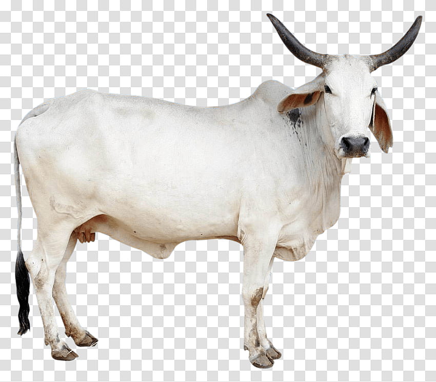 Крава Индийска крава, бик, бозайник, животно, вол Прозрачен Png – Pngset HD тапет
