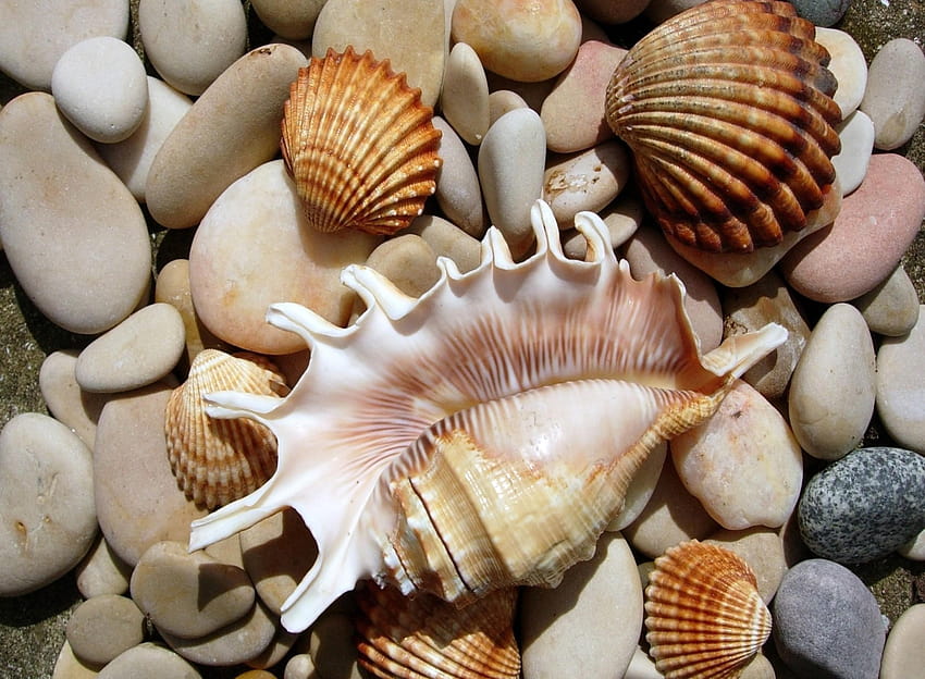 Seashell Backgrounds HD wallpaper