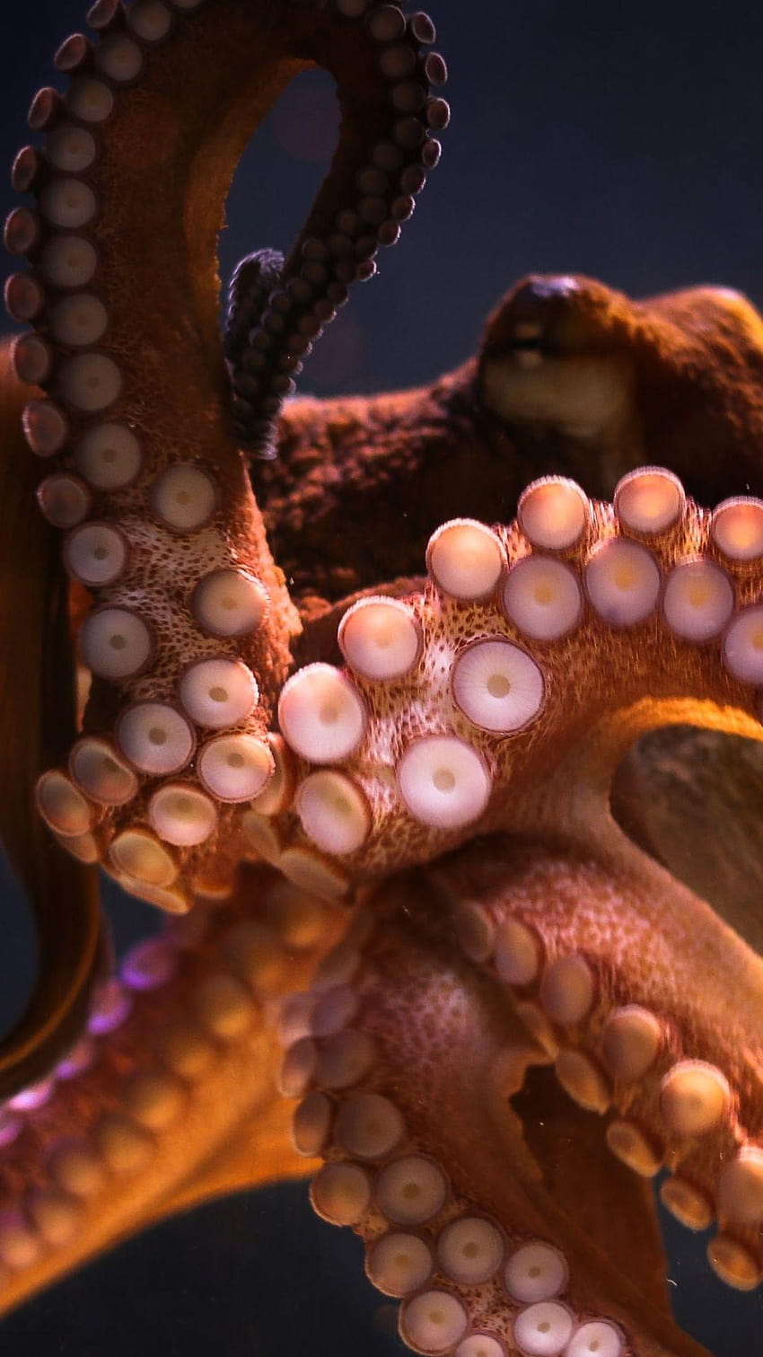 From the deep background blue ocean octopus pretty sea tentacles  water HD phone wallpaper  Peakpx