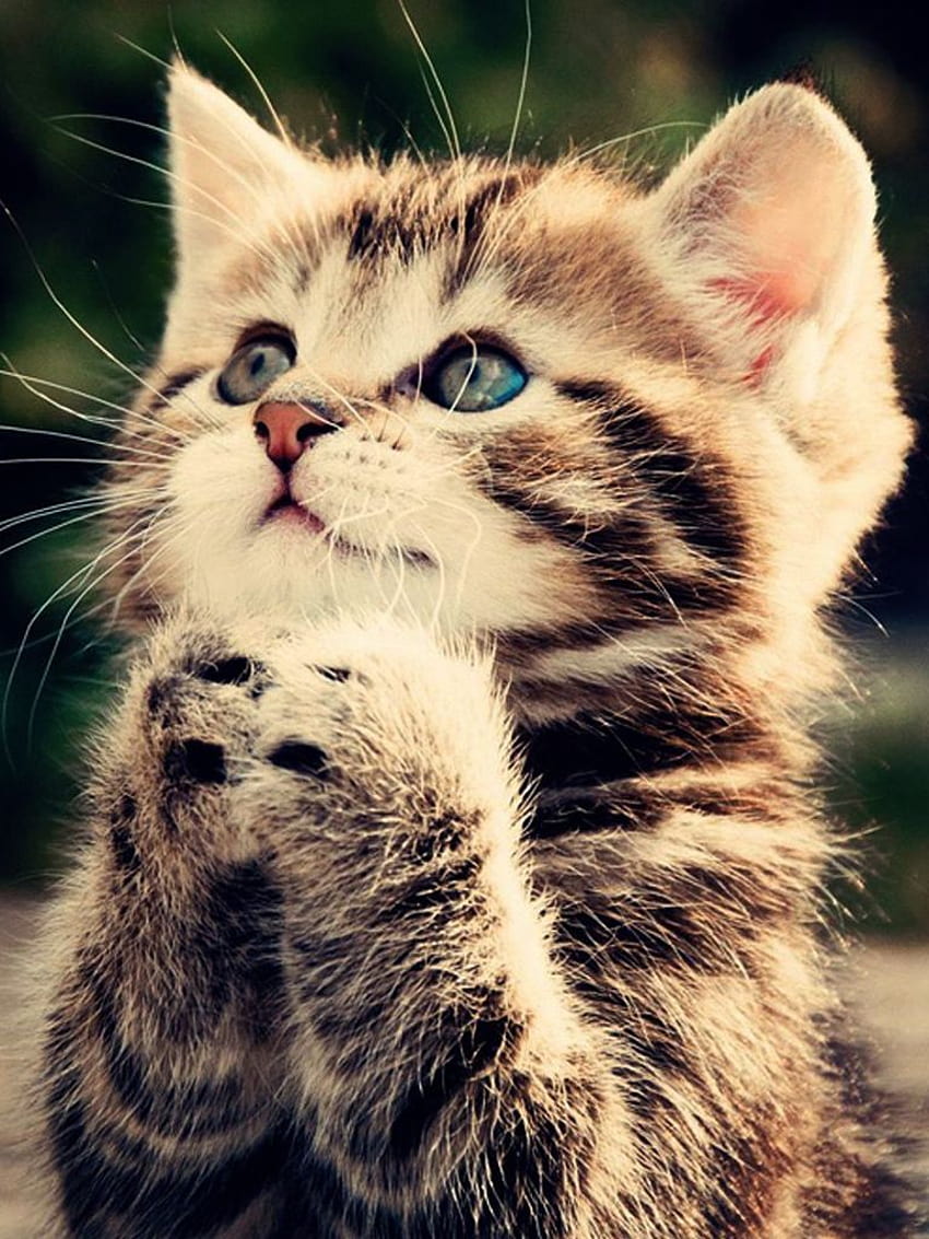 Cute Pussy Cat Praying – Mobile, cat cute mobile HD phone wallpaper