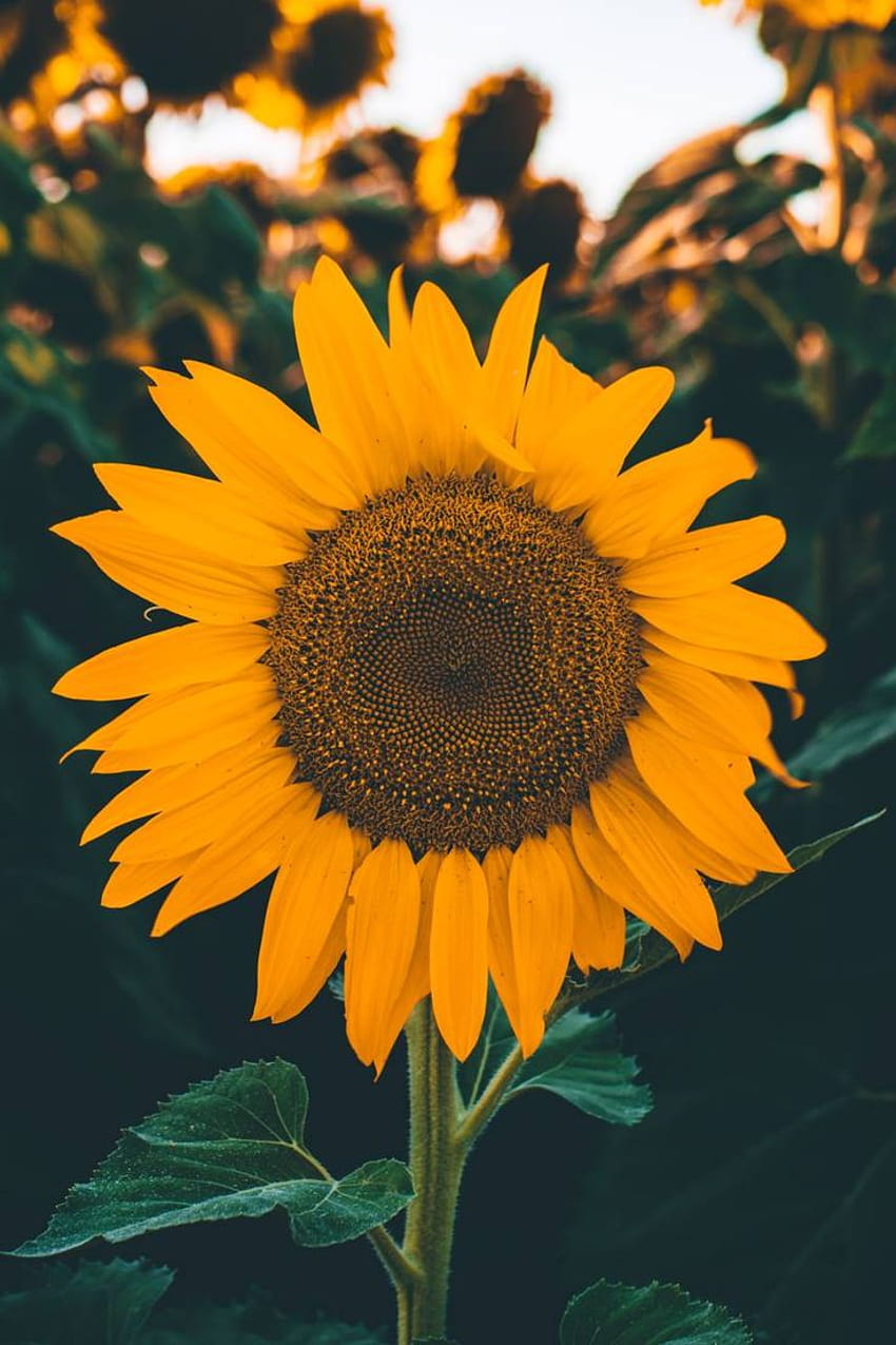 Bunga matahari oleh Xerisya, bunga matahari biasa wallpaper ponsel HD