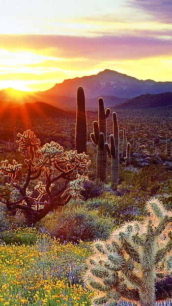 Vibrant desert sunrise in Scottsdale AZ with Pinnacle Peak in, phoenix ...