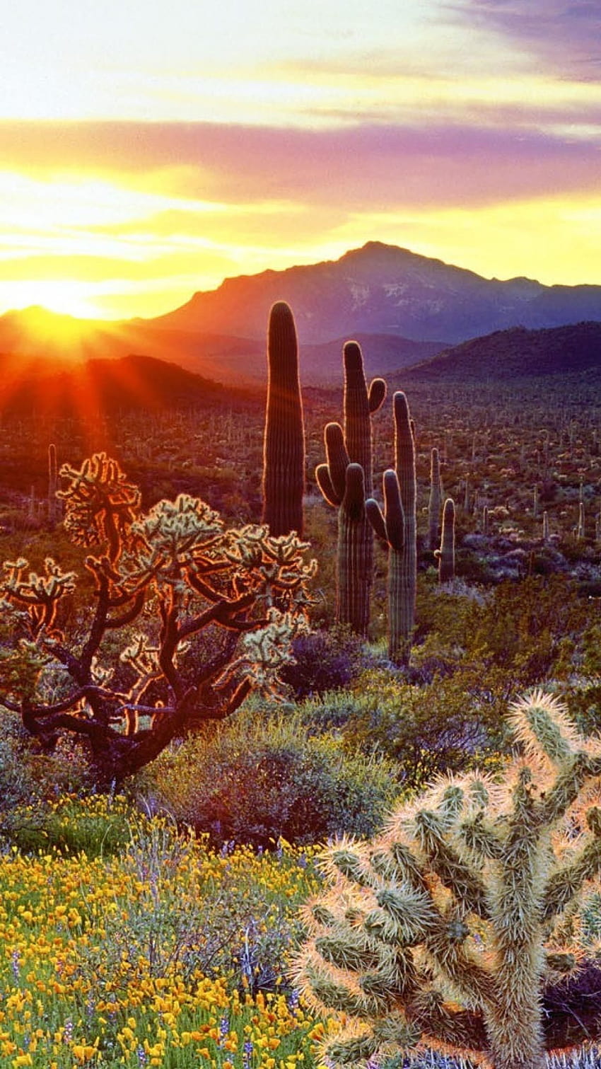 4 Desert Cactus iPhone, phoenix arizona desert iphone HD phone wallpaper