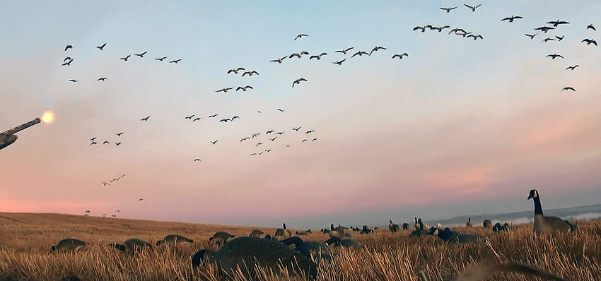 Waterfowl Hunting Saskatchewan Canada HD wallpaper