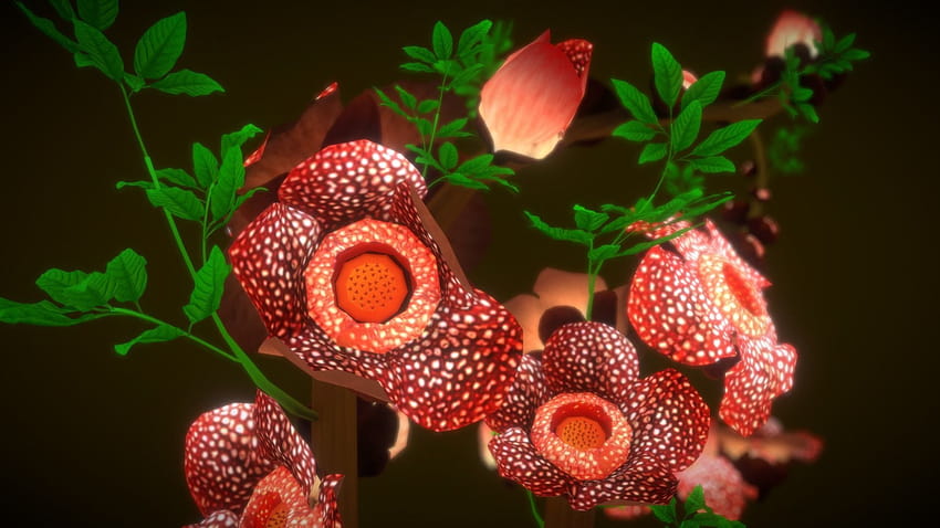 Flor Rafflesia arnoldii activo 3D fondo de pantalla