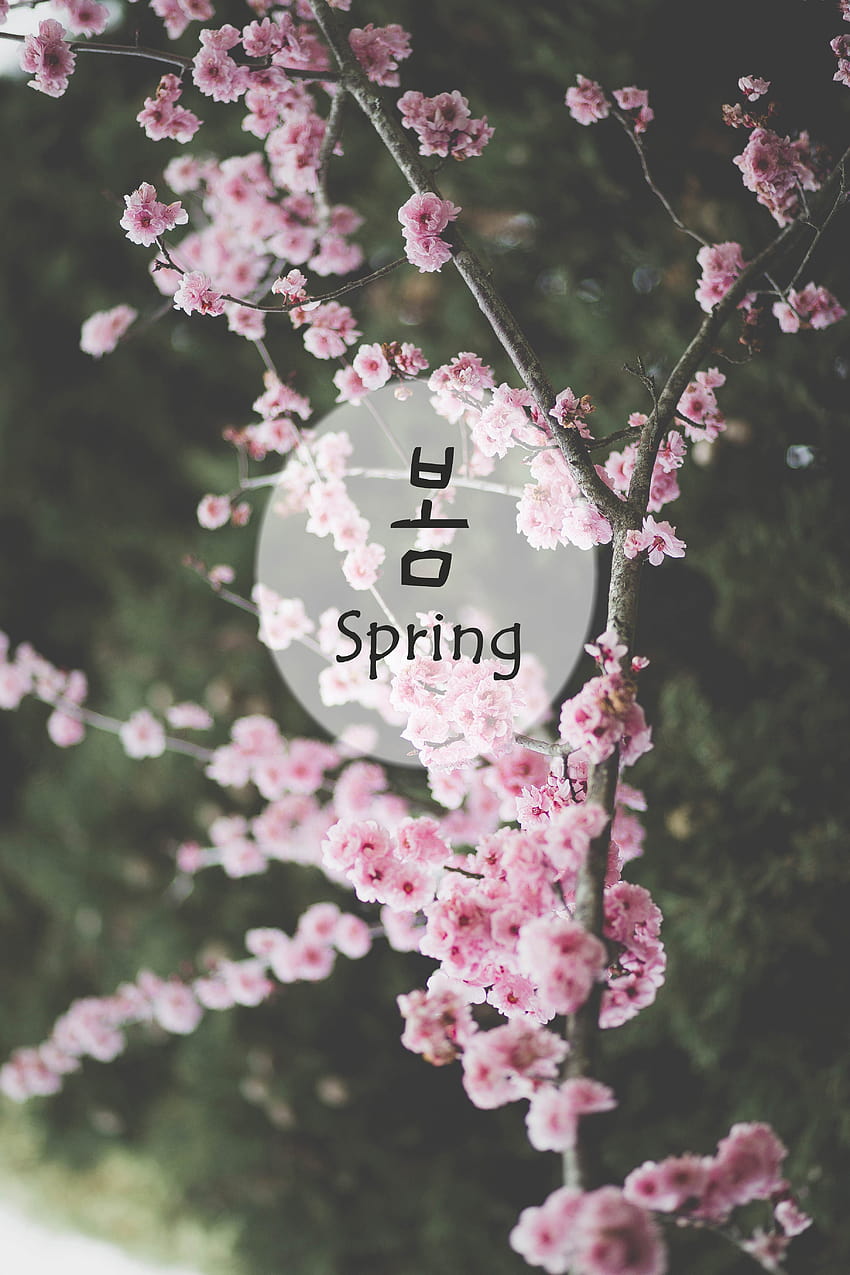 봄, kata-kata musim semi wallpaper ponsel HD