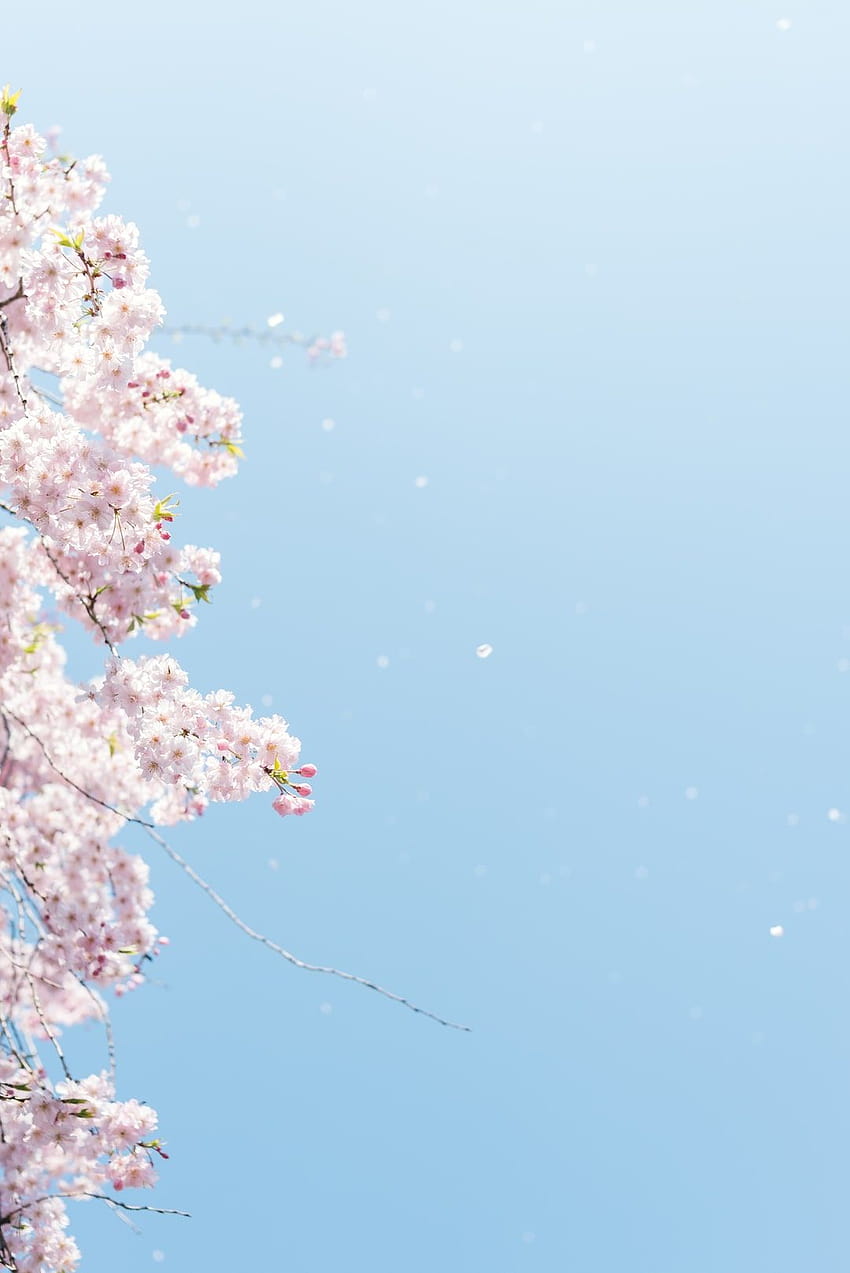 черешов цвят под синьо небе – Цвете, пролетен портрет HD тапет за телефон