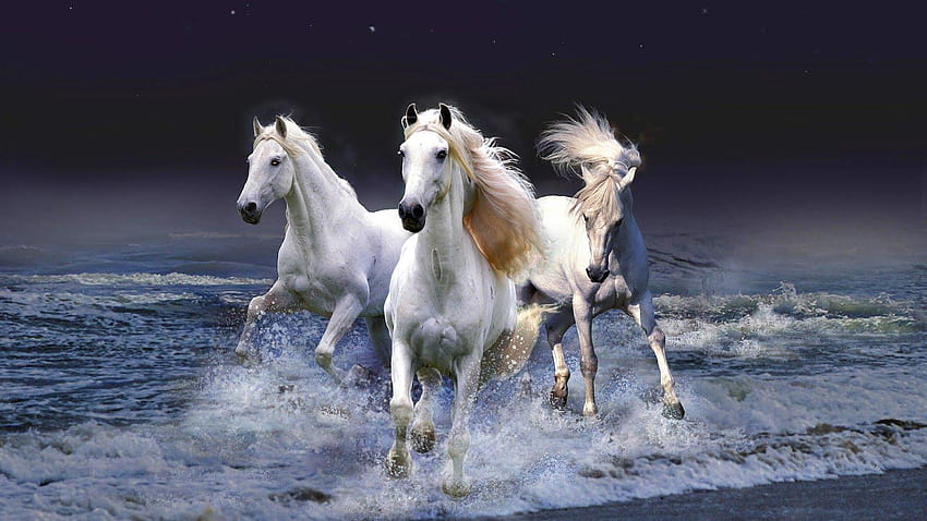 White Horses Running ม้าขาววิ่งบนชายหาด วอลล์เปเปอร์ HD
