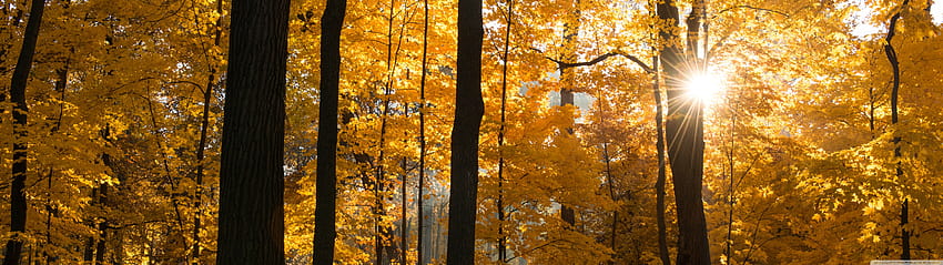 Fall Colors Sunrise, Forest Ultra Backgrounds for U TV : ワイドスクリーン & UltraWide & ラップトップ : マルチディスプレイ, デュアルモニター : タブレット : スマートフォン, 5120x1440 秋 高画質の壁紙