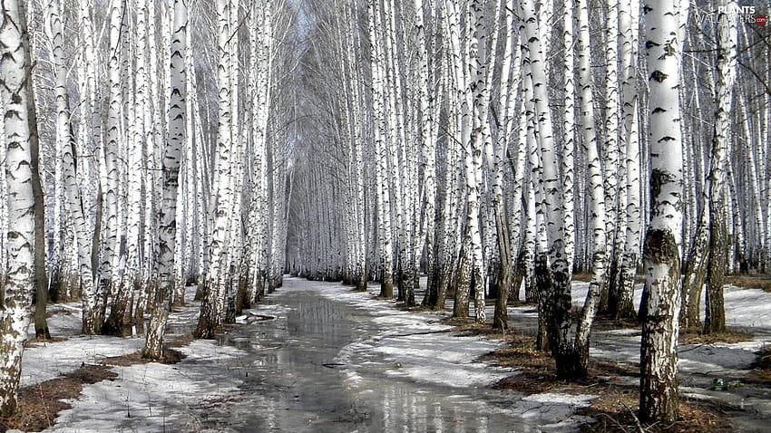 snow, melting, forest, birch, melting winter HD wallpaper