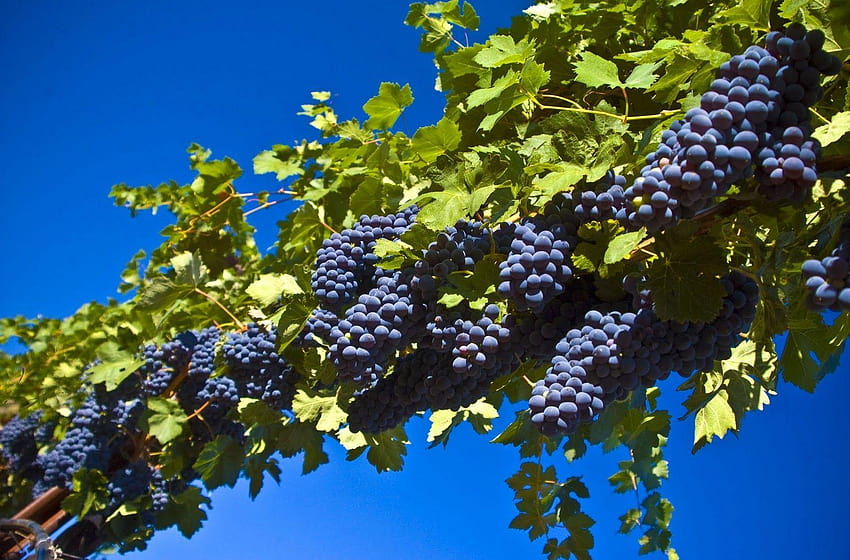 grapes, graps HD wallpaper