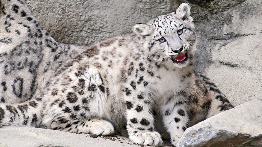 3840x2160 Baby, Ounce, Mouth, Rocks, Snow, baby snow leopard HD wallpaper