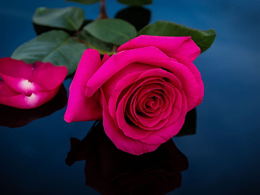 Rose diposting oleh Christopher Anderson, mawar tunggal dalam kegelapan Wallpaper HD