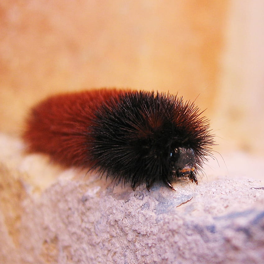 How wise is the woolly bear caterpillar's wintry weather prediction?, isabella tiger moth caterpillars HD phone wallpaper