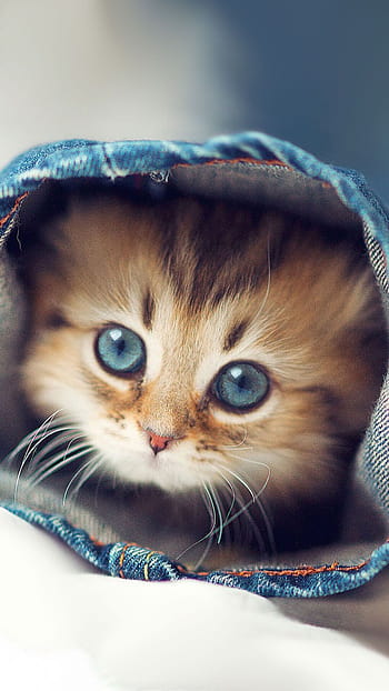 50 Cute Kittens You Need to See