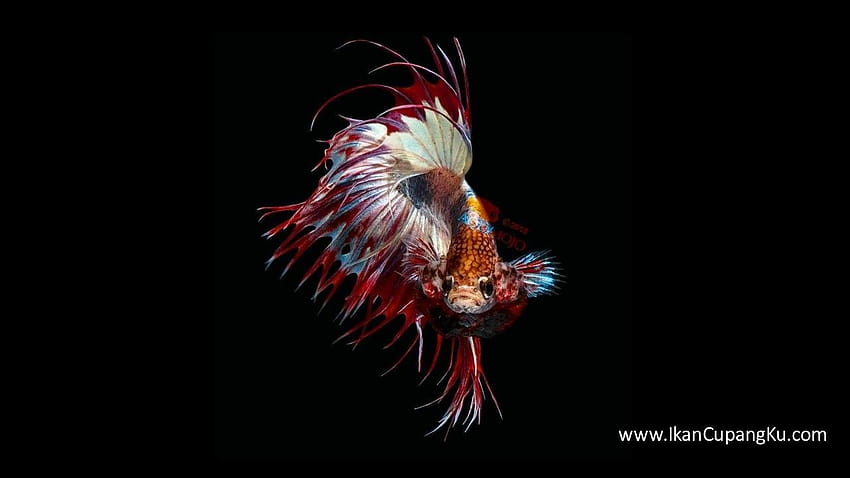 Kumpulan Ikan Cupang Hias dengan Warna Cantik dan fondo de pantalla