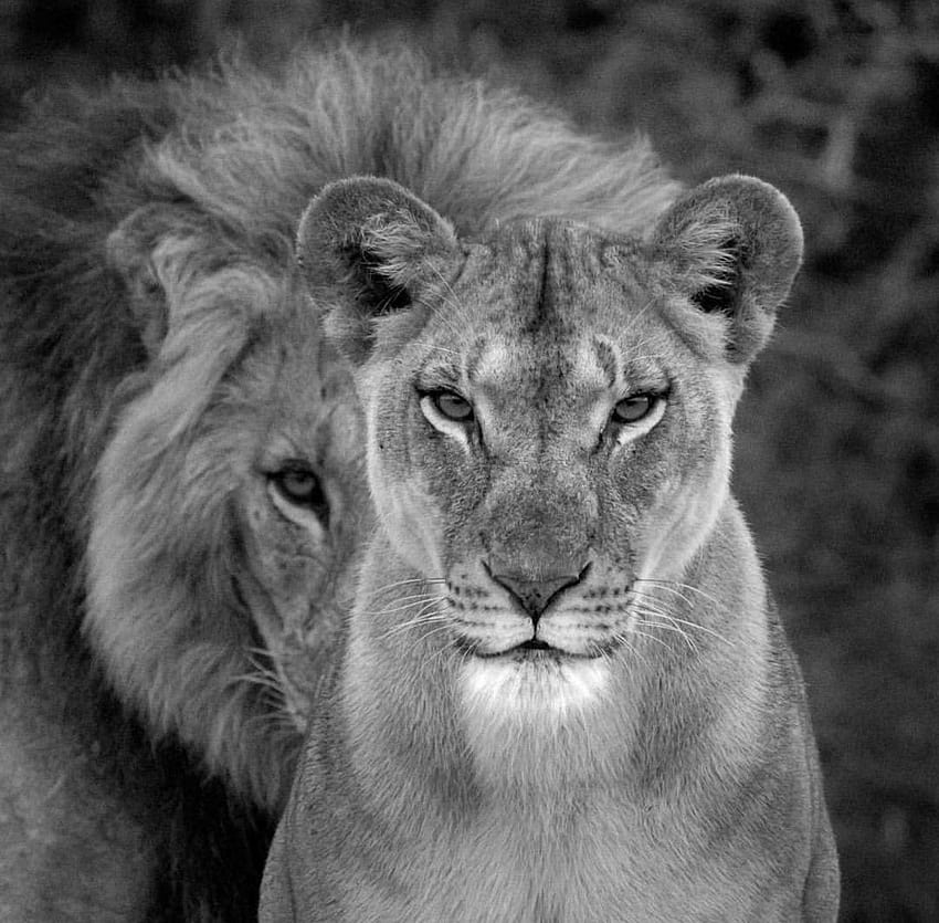 ein starker Mann steht immer hinter seiner Frau ein starker Mann steht immer hinter seiner Frau, Löwenpaar HD-Hintergrundbild