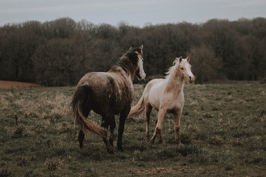 Cavalos de raça pura palomino e dapple grey pastando no pasto · Estoque papel de parede HD