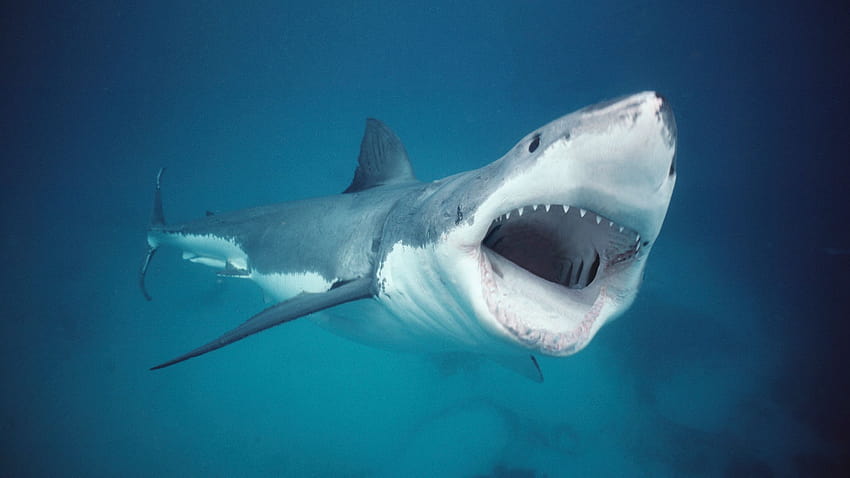 Australia renames shark attacks 'negative encounters' to dispel 'man HD wallpaper