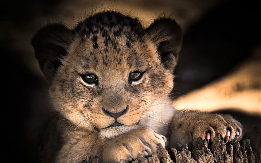 baby lion, lion cub HD wallpaper