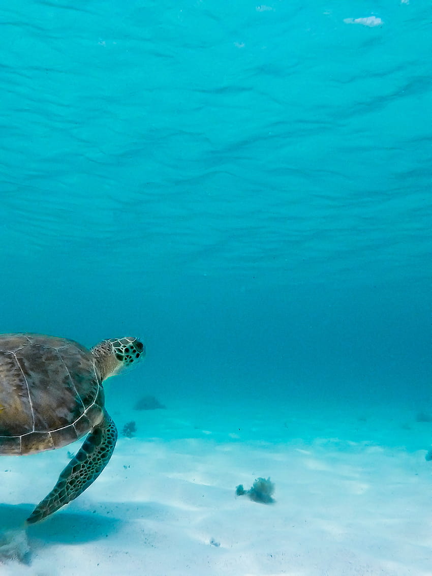 Najlepszy żółw morski ·, żółw oceaniczny Tapeta na telefon HD