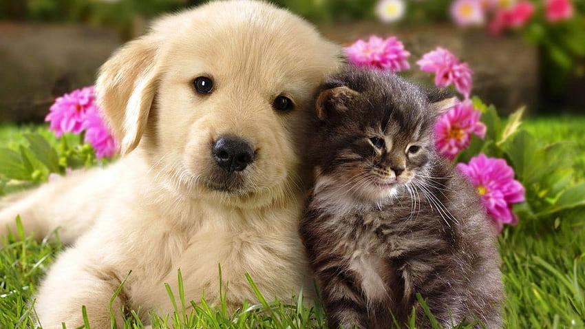 Cat and Dog für Mac Hochwertige Hunde HD-Hintergrundbild