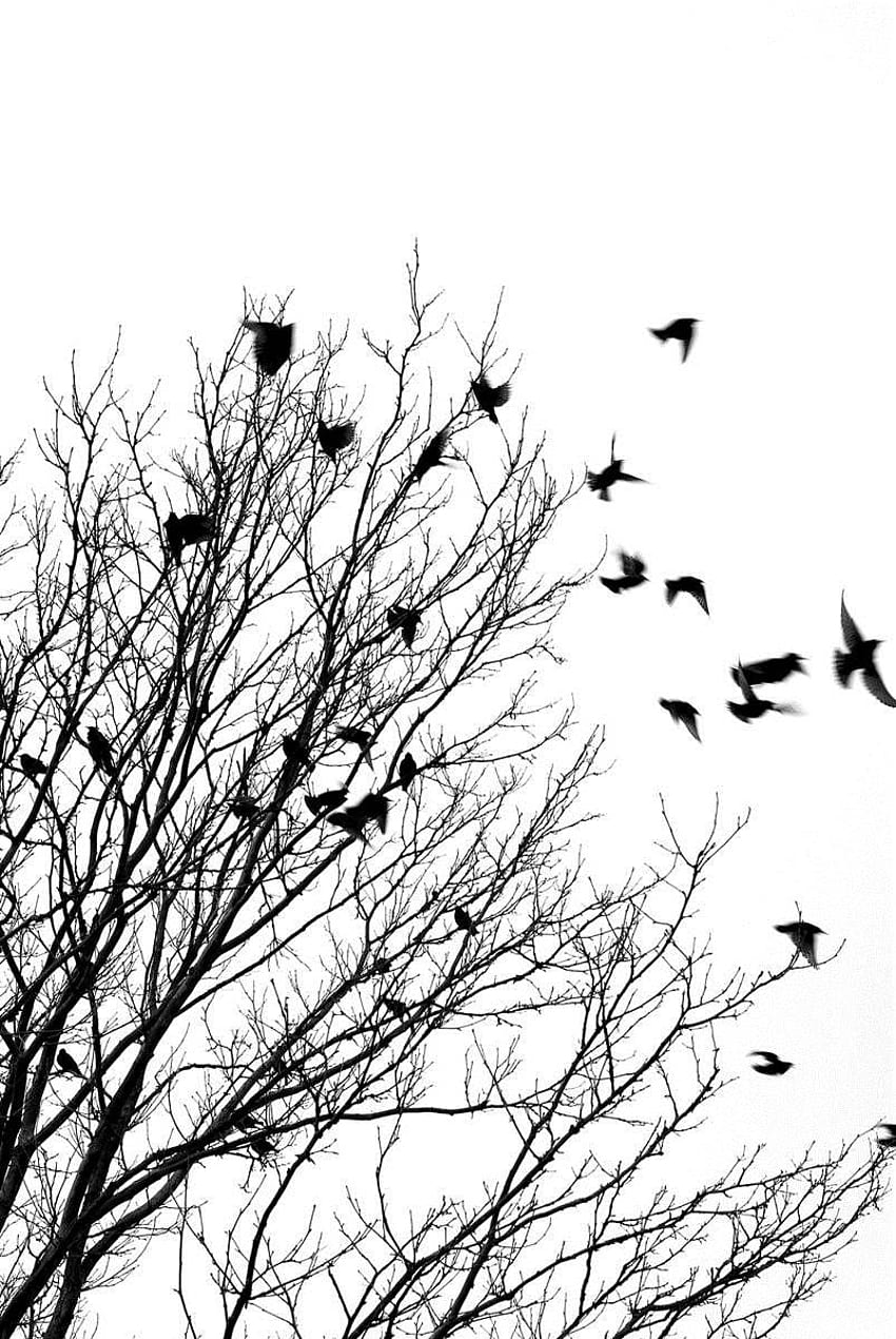 Art Bird Birds Black Black And White Black Birds Favim Com 1920×1200 HD