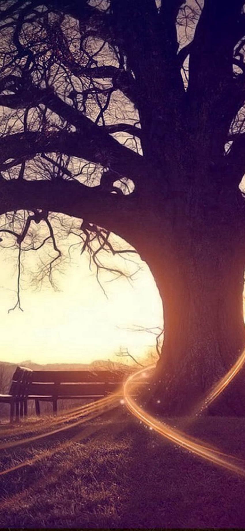 Jesienny zachód słońca na ławce Wither Tree iPhone X, jesienne drzewa zachody słońca Tapeta na telefon HD