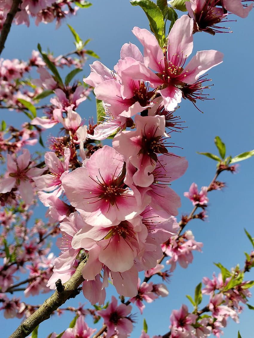 : цветя, пролет, розово, дърво, бадемов цвят, природа, пролетни дървета в разцвет HD тапет за телефон