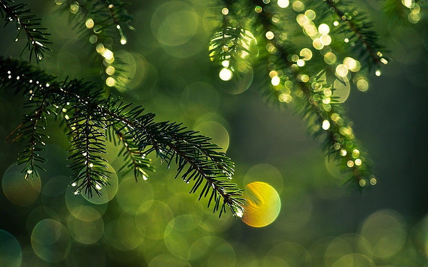 3 Pine Tree Leaf, Weihnachtskiefern HD-Hintergrundbild