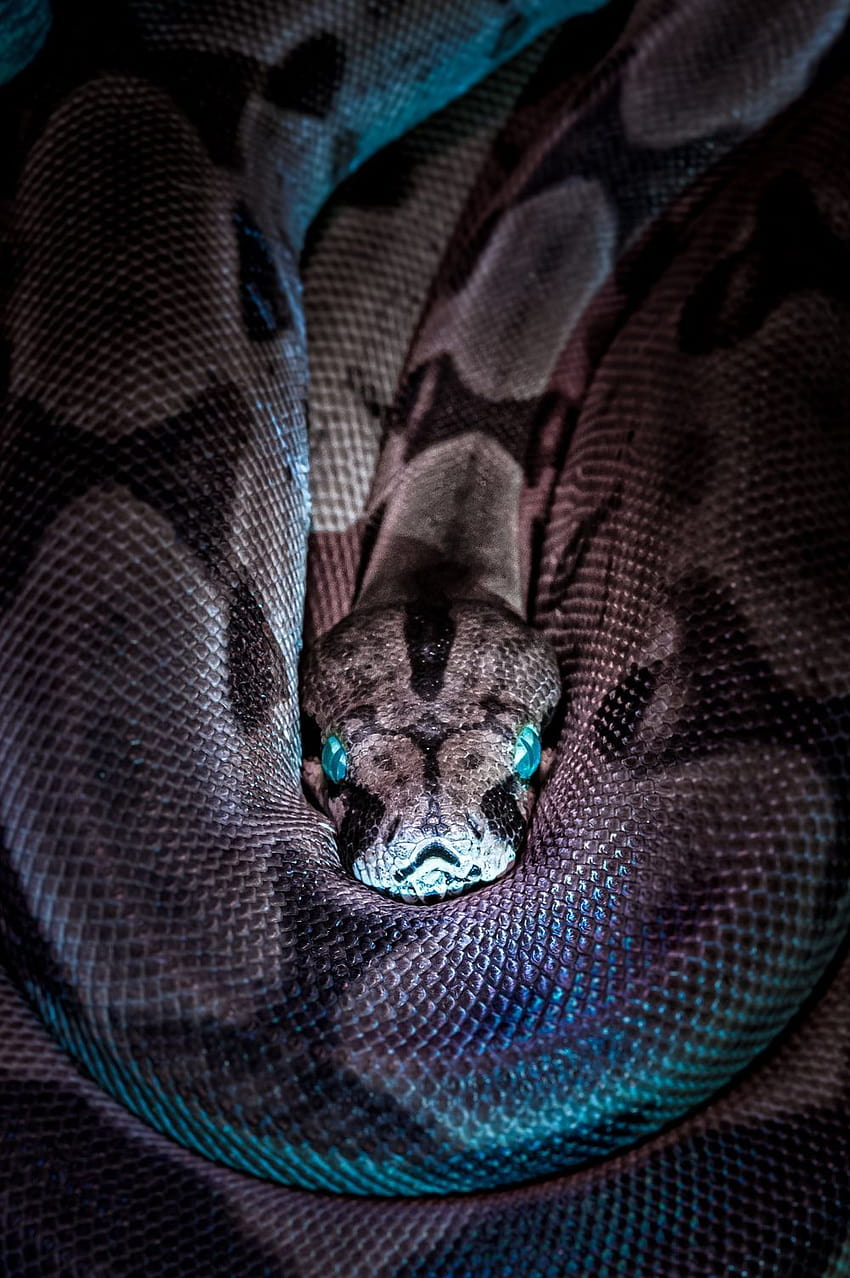 붉은 뱀 – 동물, 귀여운 뱀 HD 전화 배경 화면