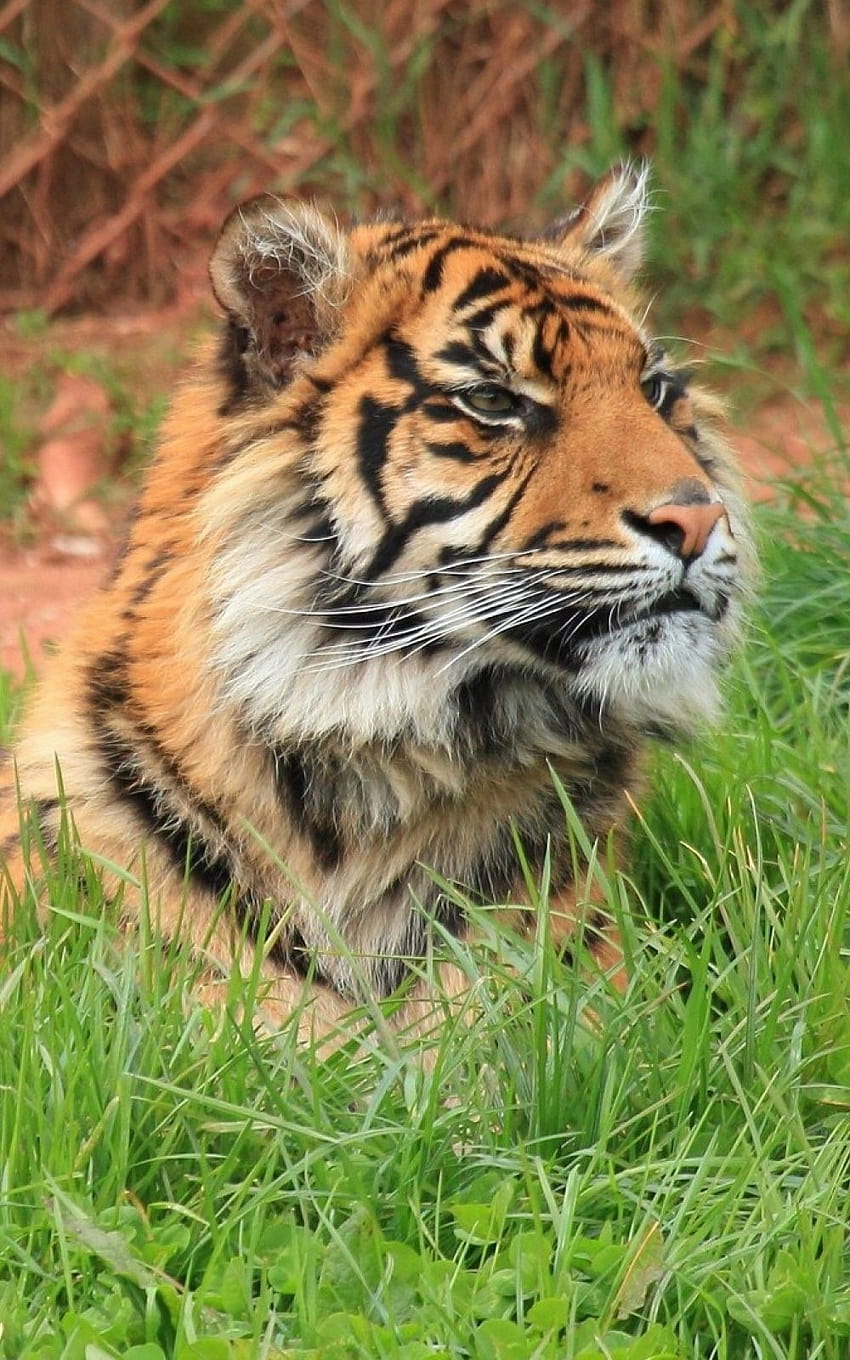 Tiger Big Cat Wild Android, wildlife android HD phone wallpaper