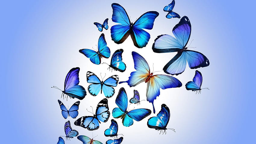 EG:21 Butterfly, types of butterflies HD wallpaper