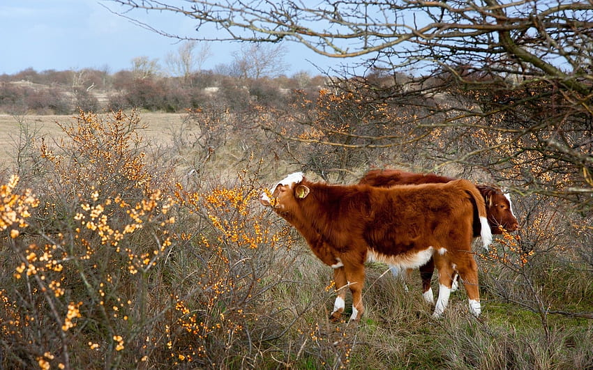 Cows and Orange Berries, livestock HD wallpaper