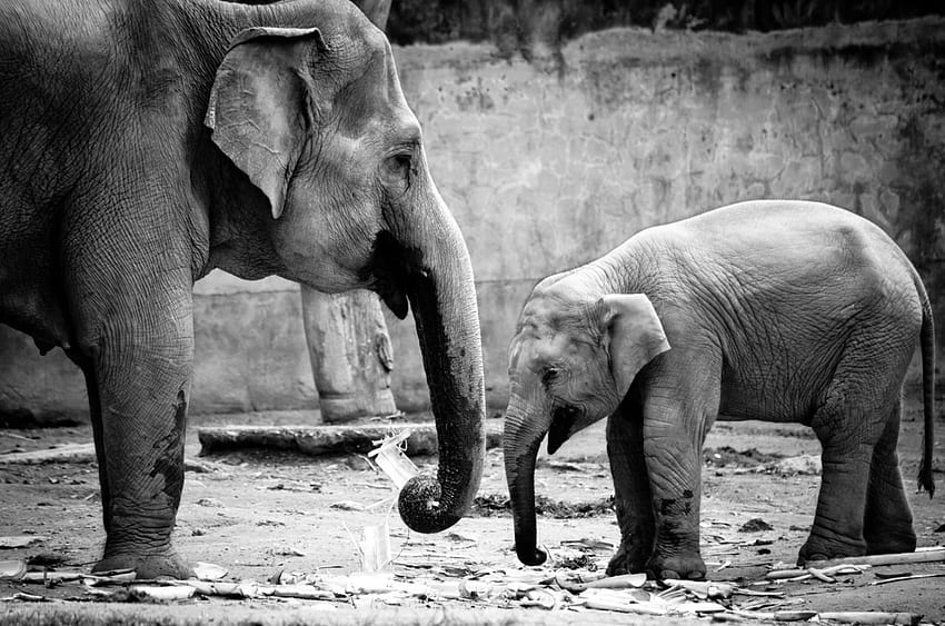 Cute Elephant Babies 4 BestePics [1280x848] for your , Mobile & Tablet, elephant mother and child HD wallpaper
