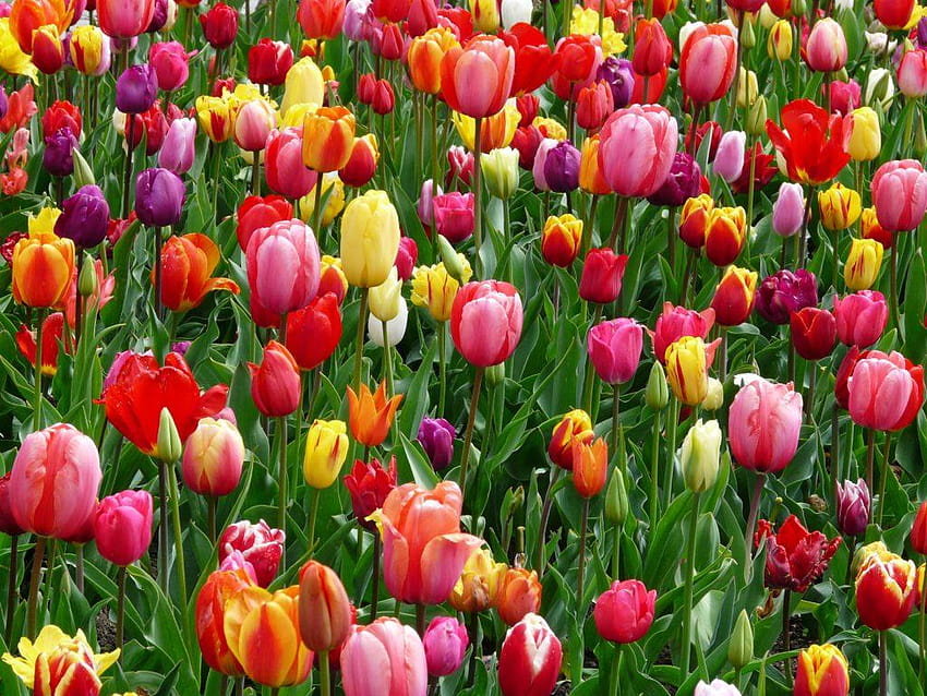 Los holandeses y los tulipanes: ¿Cómo se convirtieron los tulipanes en los Países Bajos en una granja de bulbos de tulipanes? fondo de pantalla