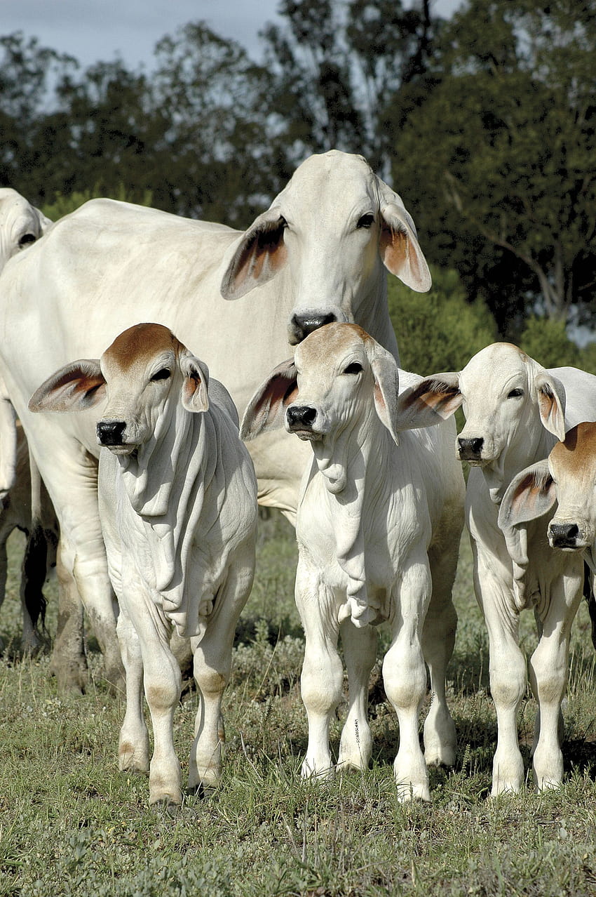 10 idee per il bestiame Brahama, mucca brahman Sfondo del telefono HD